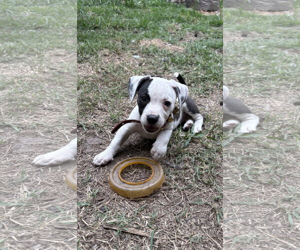 Medium Photo #2 Mutt Puppy For Sale in Mount Pleasant, SC, USA