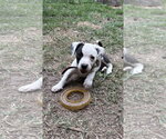 Small #1 Mutt