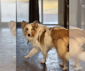 Mutt Dogs for adoption in Columbus, OH, USA