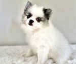 Puppy Lucille Pomeranian