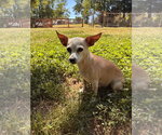 Small #3 Chiweenie