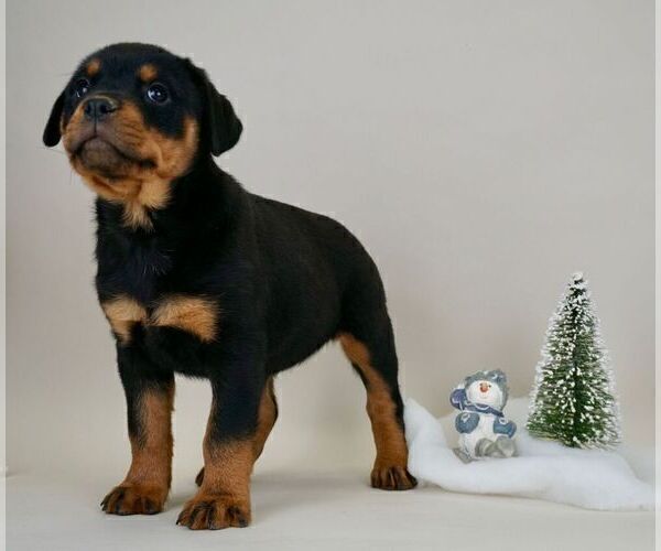 Medium Photo #12 Rottweiler Puppy For Sale in NAPPANEE, IN, USA