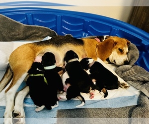 Mother of the Beagle puppies born on 01/07/2022