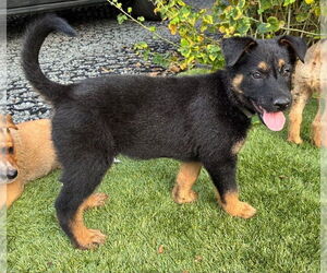 German Shepherd Dog-Unknown Mix Dogs for adoption in Lakewood, CO, USA