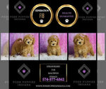 Small Photo #48 Maltipoo (Toy) Puppy For Sale in WARSAW, IN, USA