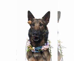 German Shepherd Dog Dogs for adoption in Houston, TX, USA