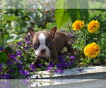 Puppy Menny Boston Terrier