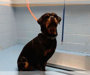 Rottweiler-Unknown Mix Dogs for adoption in Moreno Valley, CA, USA