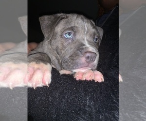 American Bully Puppy for Sale in INDIANAPOLIS, Indiana USA