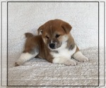Small Photo #3 Shiba Inu Puppy For Sale in FULTON, MO, USA