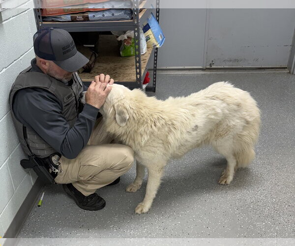 Medium Photo #7 Great Pyrenees Puppy For Sale in Croydon, NH, USA
