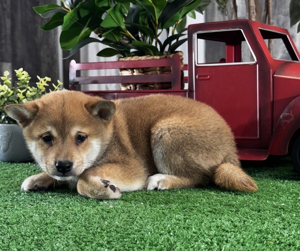 Medium Photo #6 Shiba Inu Puppy For Sale in CANOGA, NY, USA