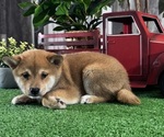 Small #5 Shiba Inu