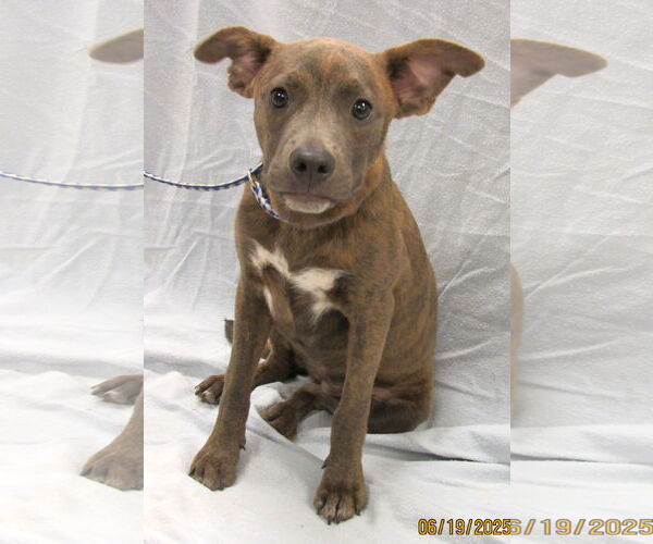 Medium Photo #4 Mutt Puppy For Sale in Conroe, TX, USA