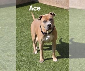 Medium American Pit Bull Terrier