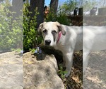 Small #6 Anatolian Shepherd-Great Pyrenees Mix