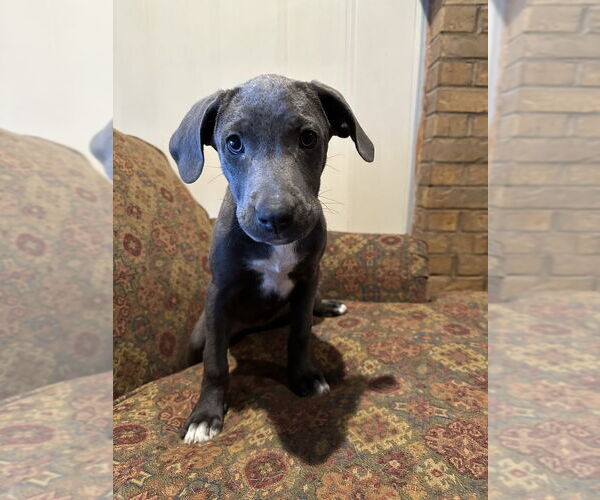 Medium Photo #8 American Pit Bull Terrier-Labrador Retriever Mix Puppy For Sale in FRAMINGHAM, MA, USA