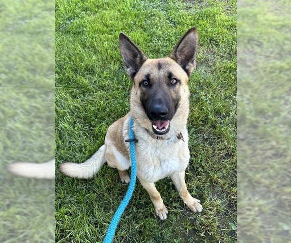 Medium Photo #2 Mutt Puppy For Sale in Sacramento, CA, USA