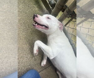 American Pit Bull Terrier Dogs for adoption in Osgood, IN, USA
