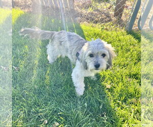 Shelby - Female Shih Tzu-Unknown Mix Dog for Adoption - Photo #4
