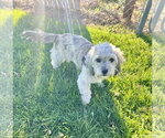 Small Photo #4 Shih Tzu-Unknown Mix Puppy For Sale in Estherville, IA, USA