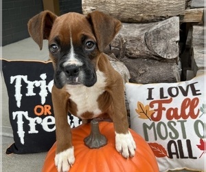 Boxer Puppy for sale in FRANKLIN, IN, USA