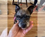 Small #1 Border Terrier-Cairn Terrier Mix