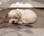 Small Photo #3 Zuchon Puppy For Sale in SHAWNEE, KS, USA