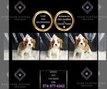 Puppy 17 Cavalier King Charles Spaniel