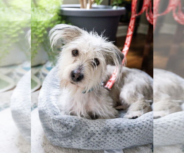 Medium Photo #3 Maltese-Unknown Mix Puppy For Sale in Andover, MN, USA