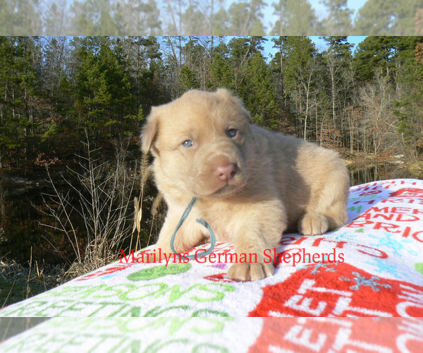 Medium Photo #3 German Shepherd Dog Puppy For Sale in PIEDMONT, MO, USA