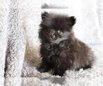 Small Photo #3 Pomeranian Puppy For Sale in KENDALL, FL, USA