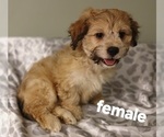 Puppy Lana Silky Cocker