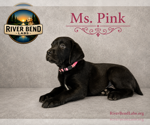Medium Photo #1 Labrador Retriever Puppy For Sale in WHITNEY, TX, USA