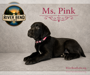 Medium Labrador Retriever