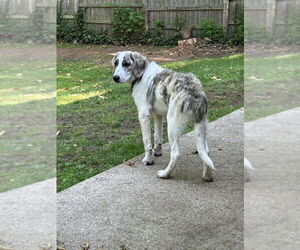 Saint Bernard-Unknown Mix Dogs for adoption in South Bend, IN, USA