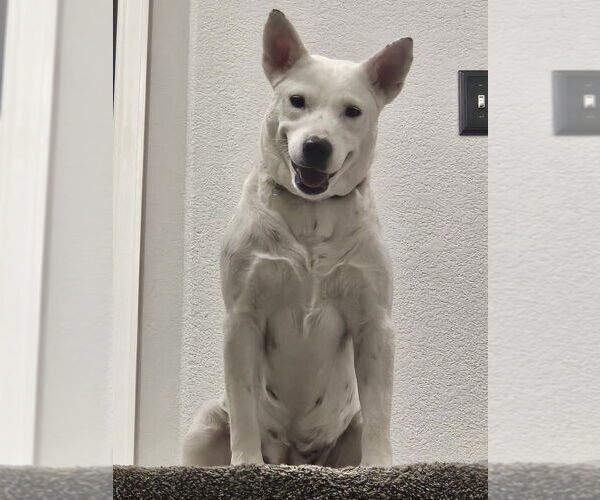 Medium Photo #3 Mutt Puppy For Sale in Lakewood, CO, USA