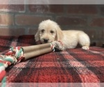 Small Photo #15 Labradoodle Puppy For Sale in LOS ANGELES, CA, USA
