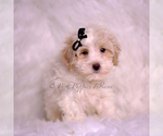 Small Photo #83 Maltipoo (Miniature) Puppy For Sale in WARSAW, IN, USA