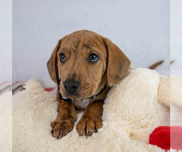 Medium Photo #3 Beabull Puppy For Sale in Kennesaw, GA, USA