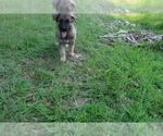 Small German Shepherd Dog