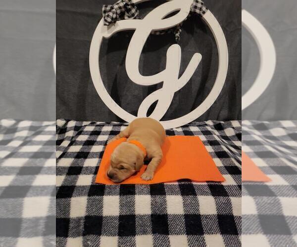 Medium Photo #4 Golden Retriever Puppy For Sale in CUMMING, GA, USA