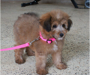Sheltidoodle Puppy for sale in PENNS CREEK, PA, USA