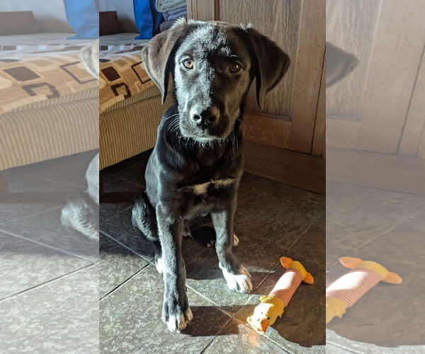 Medium Photo #3 Labrenees Puppy For Sale in Bellevue, WA, USA