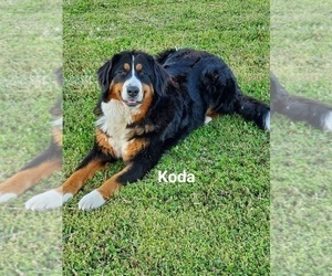 Mother of the Bernese Mountain Dog puppies born on 01/12/2025