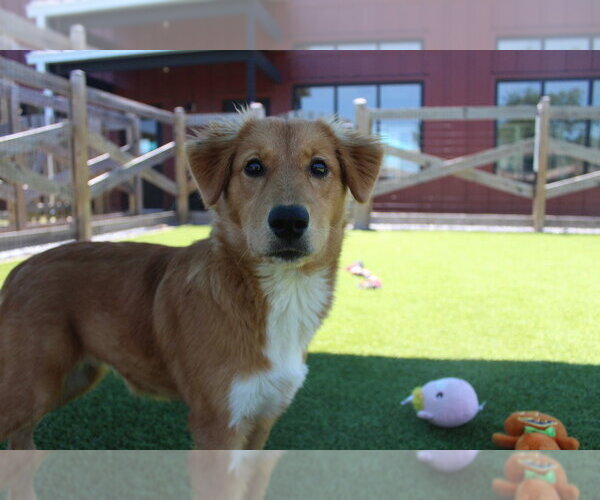 Medium Photo #4 Australian Retriever Puppy For Sale in Chestertown, MD, USA