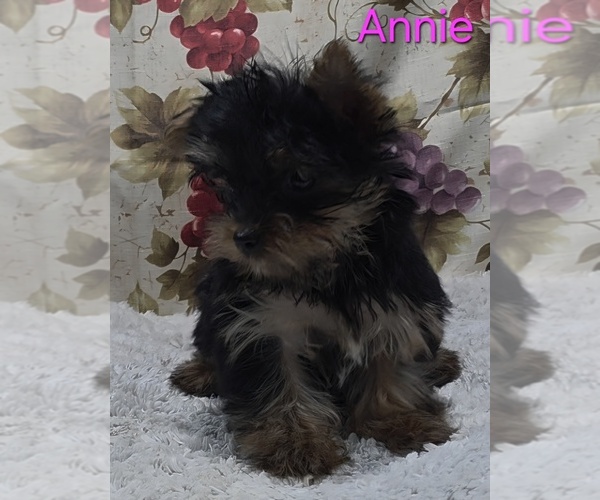 Medium Photo #3 Yorkshire Terrier Puppy For Sale in AZLE, TX, USA