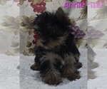 Small #2 Yorkshire Terrier