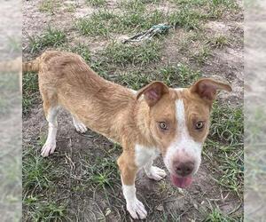 American Pit Bull Terrier-Unknown Mix Dogs for adoption in Conroe, TX, USA