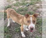 Small American Pit Bull Terrier Mix